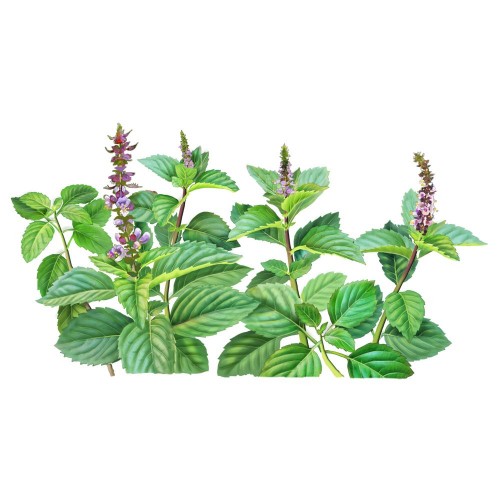 Tulsi Shampoo Bar
