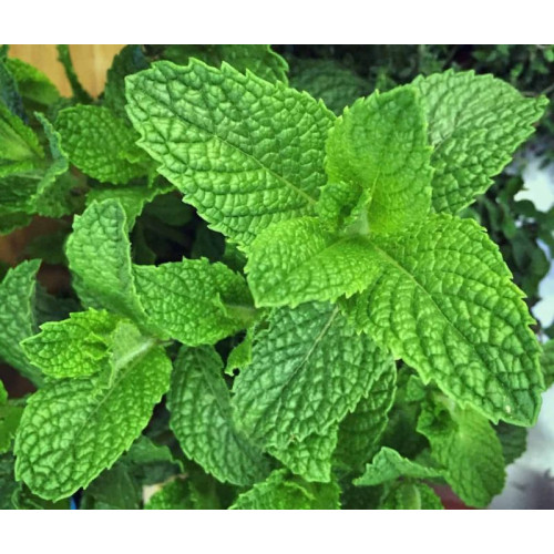 Mountain Mint