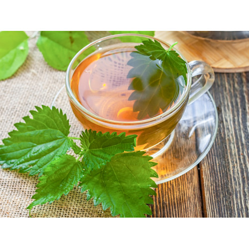 Himalayan Nettle